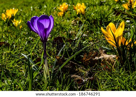 Crocus in bloom. Yellow, Purple and green, Webster County, West Virginia, USA