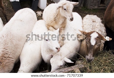 Sheep share a manger, family farm, Webster County, West Virginia, USA, sheep breed is Katahdin