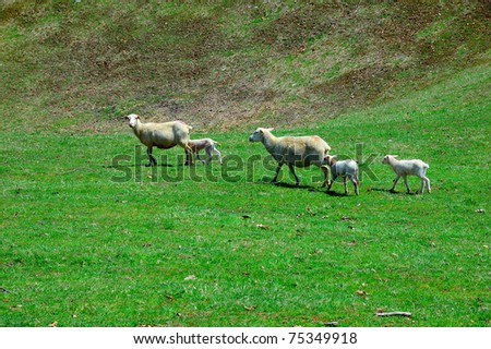 Katahdin Ewes and spring lambs relaxing in warm spring sunlight, family farm, Webster County, West Virginia, USA