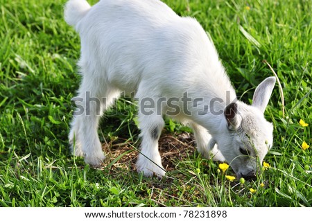 Pygmy goat kid, family farm, Webster County, West Virginia, USA