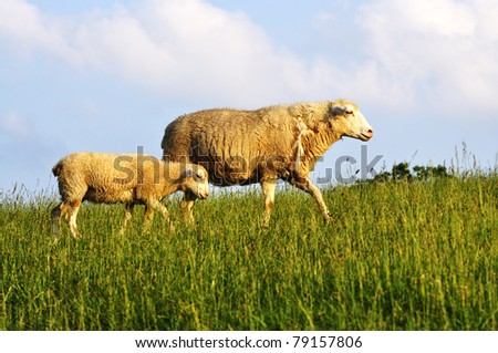 Ewe and lamb, sheep in Evening Light, family farm, Webster County, West Virginia, USA
