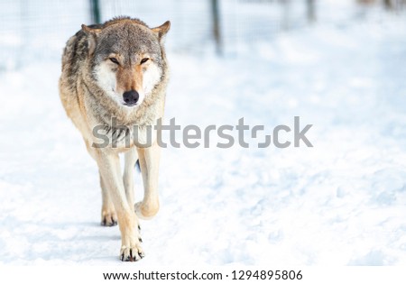 Wolf In