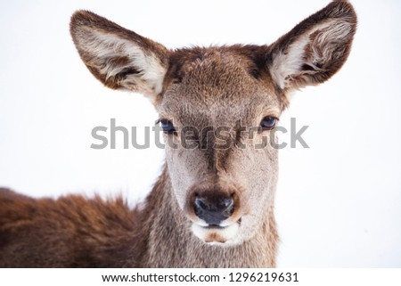 Roe Deer