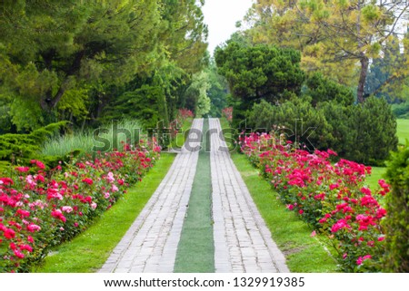 Avenue Roses