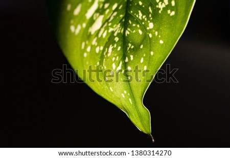Green Leaf