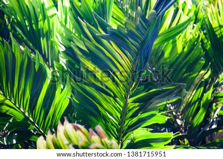 Lush Green