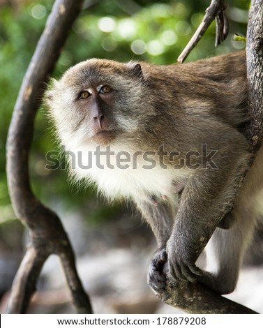 Cute monkey in tree