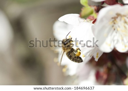 Honey bee enjoying peach blossom on a lovely spring day