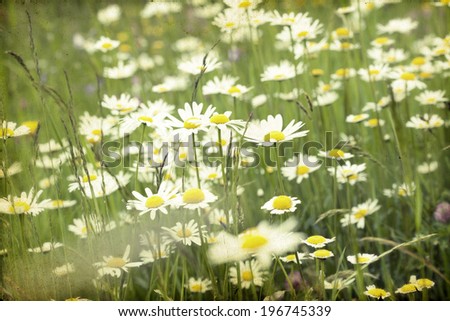 Similar – Image, Stock Photo summer memory marguerites