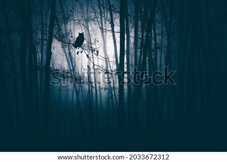 Enchanted forest in magic, mysterious fog at night.