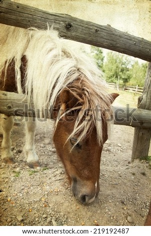 Vintage photo of a pony on the farm
