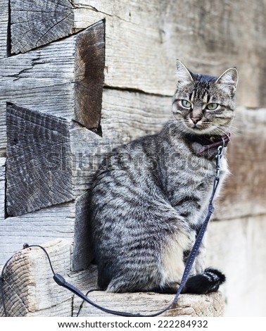Cute grey cat on a leash