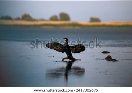 Similar – Image, Stock Photo Group of cormorants in a Llobregat Delta, Barcelona, Spain