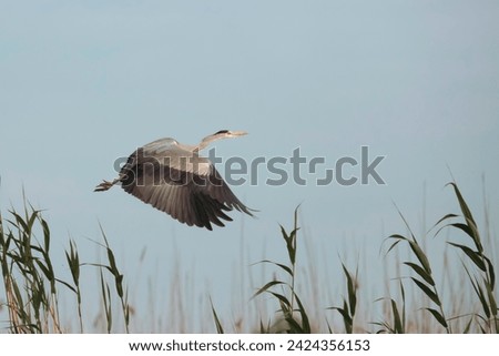 Similar – Image, Stock Photo grey heron birdwatching