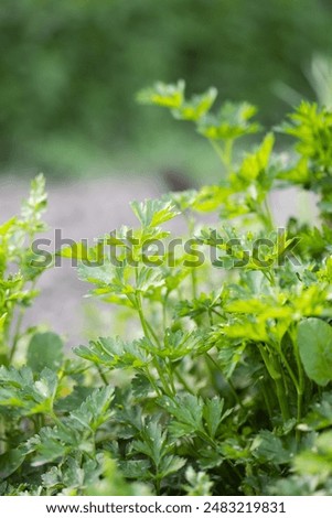 Similar – Image, Stock Photo Growing green parsley in the garden, selective focus