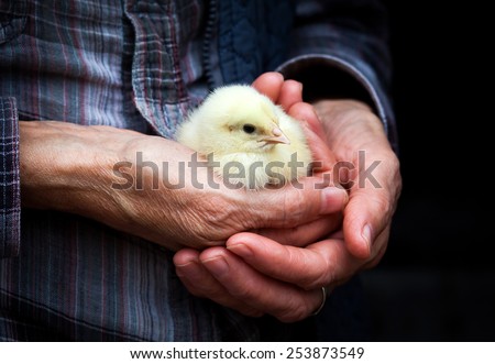 Baby chicken in hand