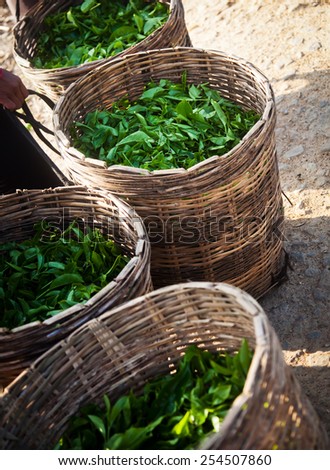 Fresh tea leaves are collected in baskets for further processing
