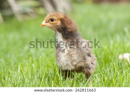 Easter chicken on green grass