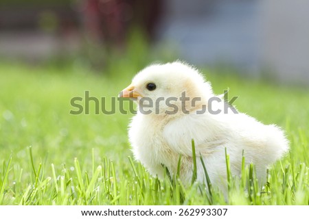 Cute chicken on green grass