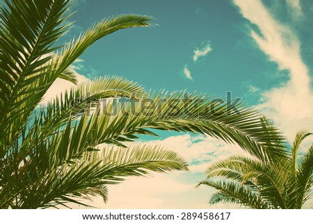 Palm trees - holiday concept
