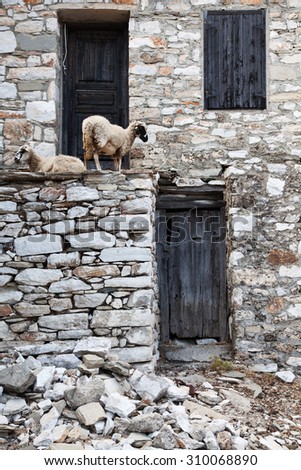 Sheep on the walls of a deserted house in Kastro, Thassos, Greece