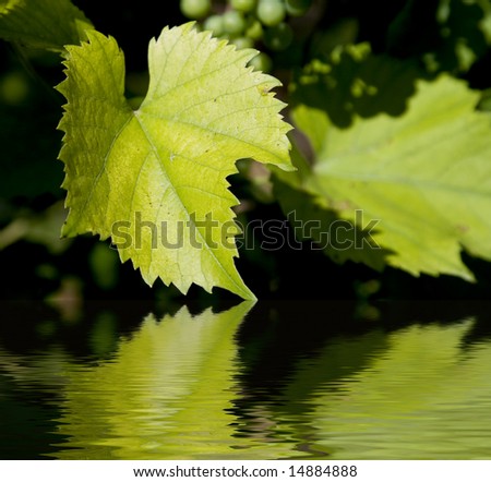 Green leaves reflecting in water