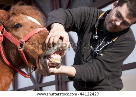 Vet examining horse teeth