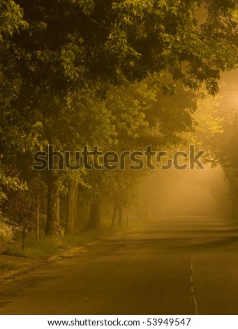 Country road through an enchanted forest at dawn.