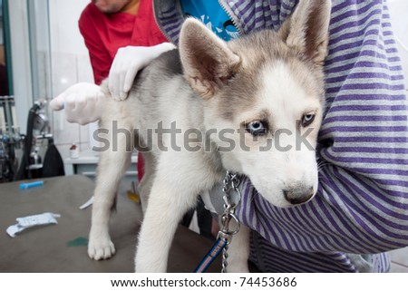 Husky puppy getting a vaccine