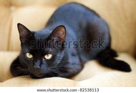 Cute black cat with yellow eyes - focus on eye