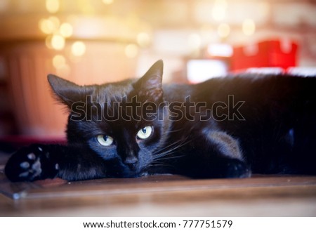 cute black cat relaxing in front of christmas tree and fire burning in fireplace in the - Black Cat Christmas Tree cute black cat relaxing in front of christmas tree and fire burning in fireplace in the - Black Cat Christmas Tree