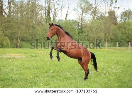 brown horse prancing in a meadow in spring