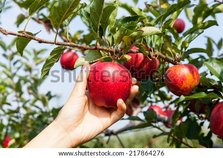 Similar – Image, Stock Photo Woman picking ripe apples on farm. Farmer grabbing apples from tree in orchard. Fresh healthy fruits ready to pick on fall season. Harvest time in countryside