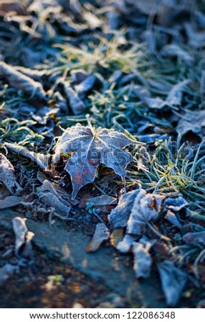 Frozen leaf on the winter grass