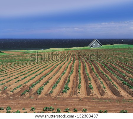 Field - Potato field with farm house and sea