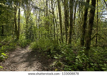 Forest - virgin primeval rain forest in spring with a path