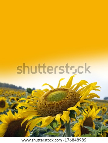 Sunflower field in the sunny day as the background