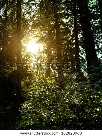 Forest with yellow sunlight through trees in the back