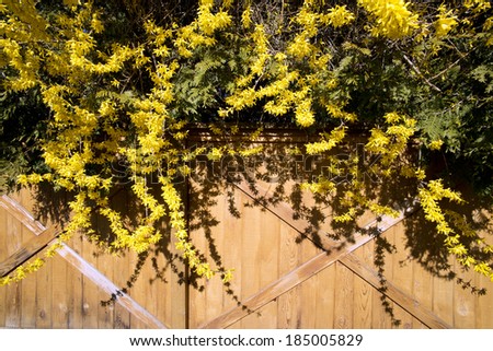 Forsythia, yellow bush in spring