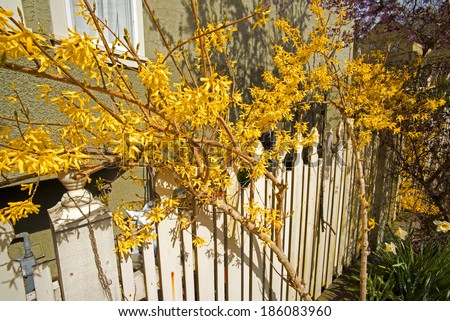 Forsythia yellow bush in spring