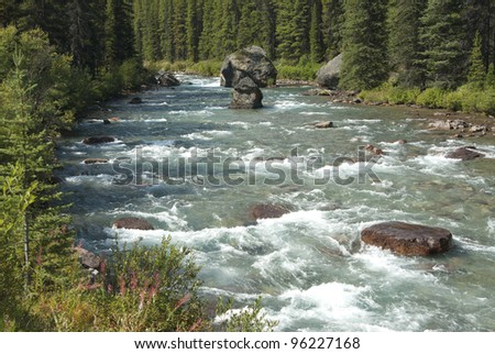 Wild river in forest