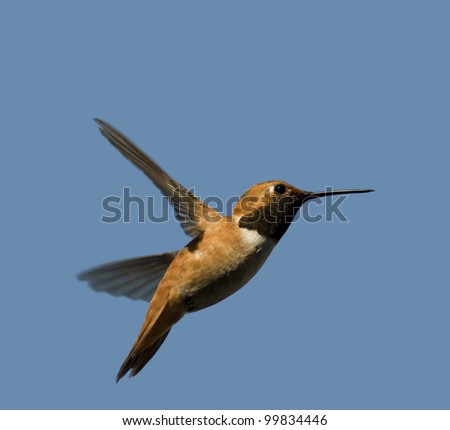 Hummingbird isolated on the blue sky