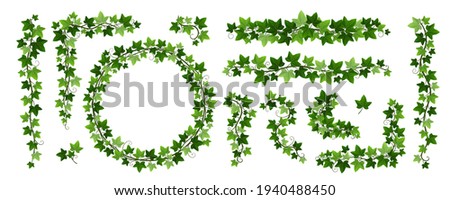 Green climbing ivy creeper branches isolated on white background. Hedera vine frames and borders, botanical design element. Vector illustration of hanging or wall creeping ivy plants