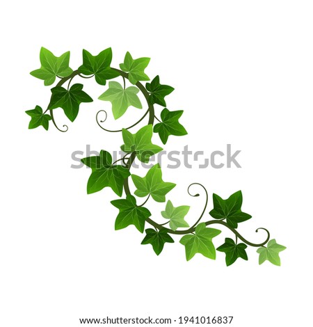 Green climbing ivy creeper branch isolated on white background. Hedera vine botanical design element. Vector illustration of hanging or wall climbing ivy plant