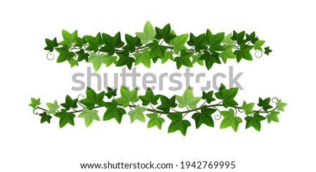 Green climbing ivy creeper branches isolated on white background. Hedera vine botanical border or frame design element. Vector illustration of hanging or wall climbing ivy plant