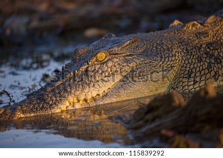 Salt water crocodile rests on the waters edge