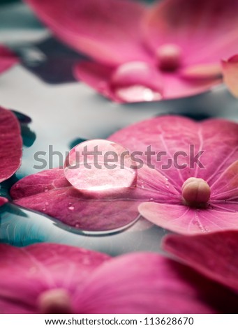 Closeup of pink hortensia flowers floating in water