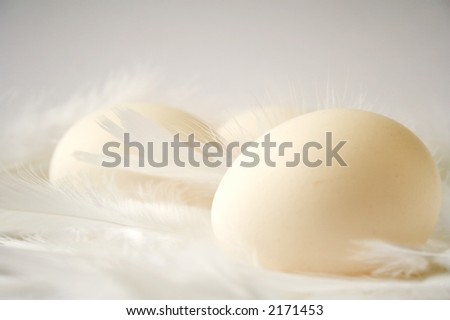 White feathers and natural color eggs on white background