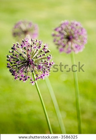 Purple round shape flowers against green grass