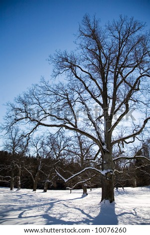 Big maple tree in winter